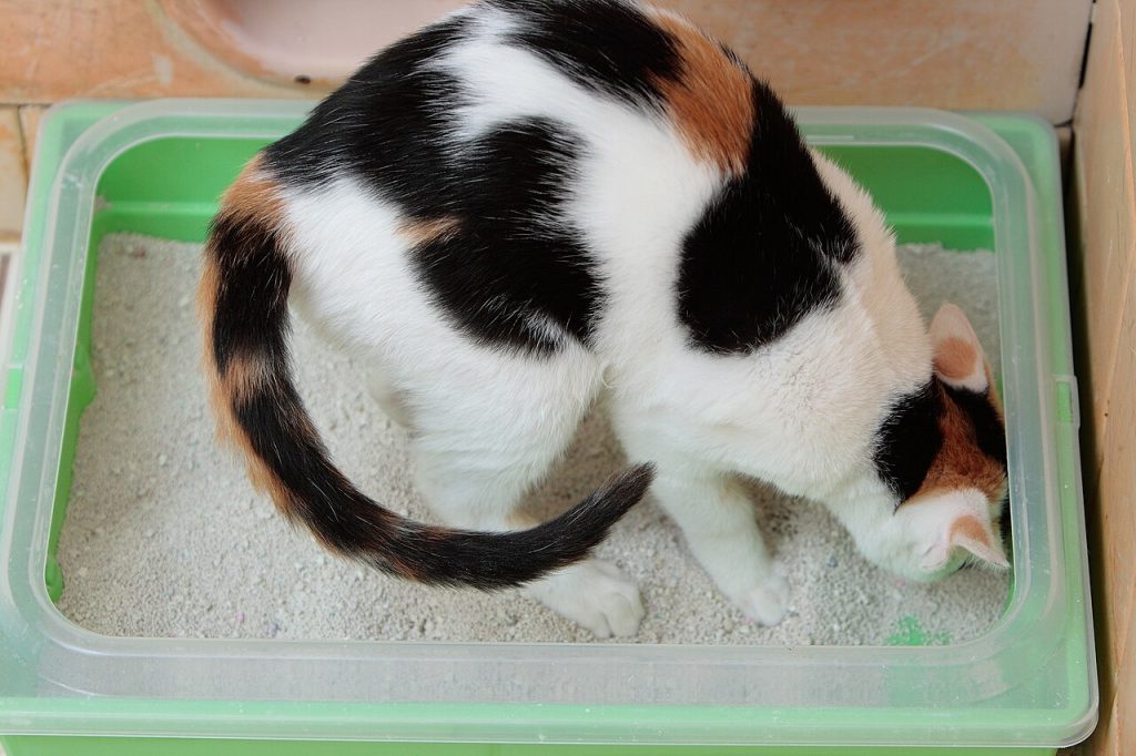Chat calico assis dans un bac à litière