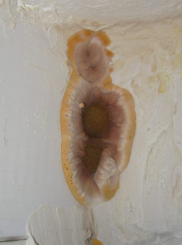 Mérule pleureuse Serpula lacrymans sur un mur humide